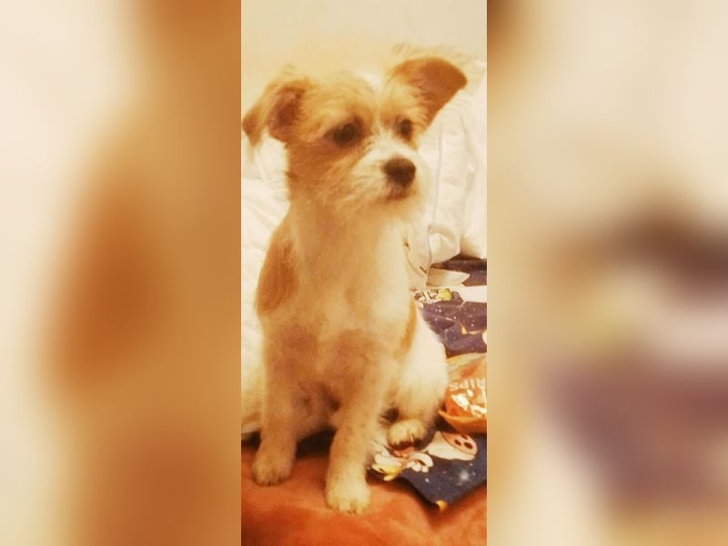 TAPSI - aufgewecktes Hundemädchen *reserviert*