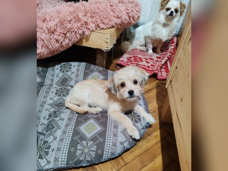 PIXEL - Traumzuhause gesucht