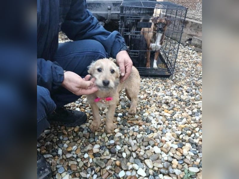 KARMA - kleines fröhliches Mädchen *reserviert*