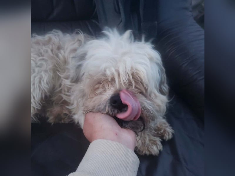 HAROO - liebevoller Zottel *reserviert*