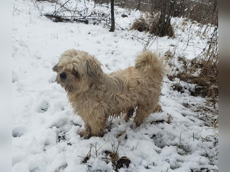 HAROO - liebevoller Zottel *reserviert*