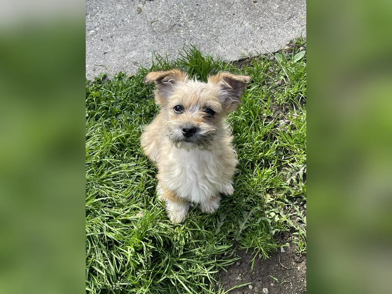 PEANUT - kleine Frohnatur sucht ihre Menschen