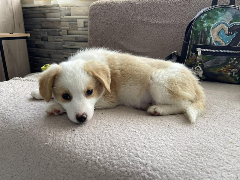 PERRY - kleiner Zuckerbub *reserviert*