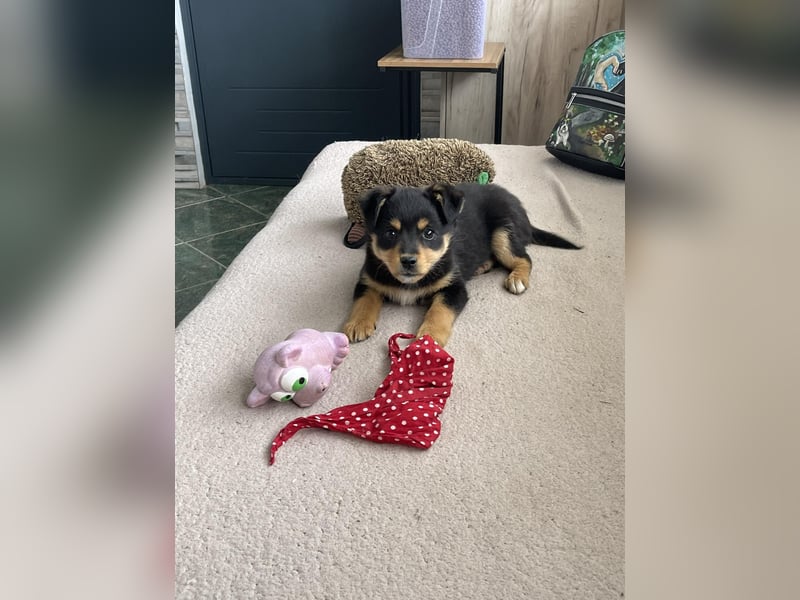 POLLY - kleine Herzensdame