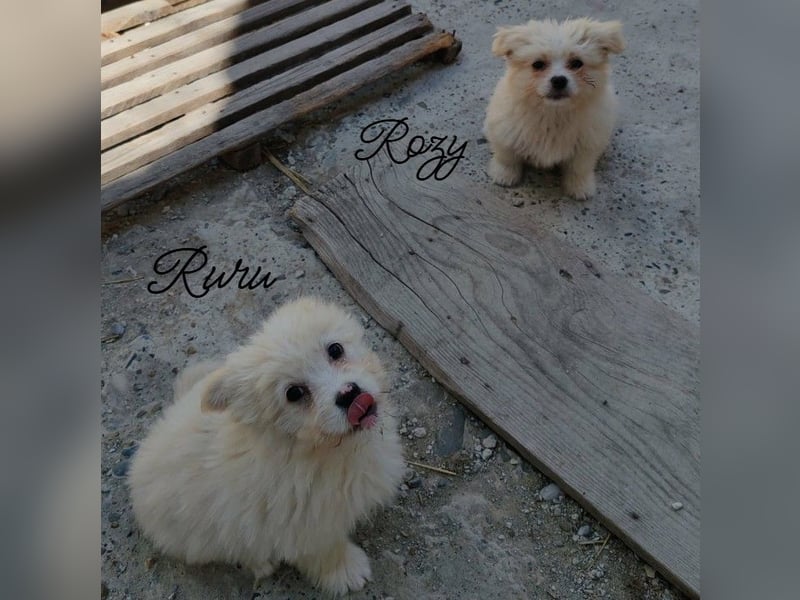 ROZY - kleine Schönheit