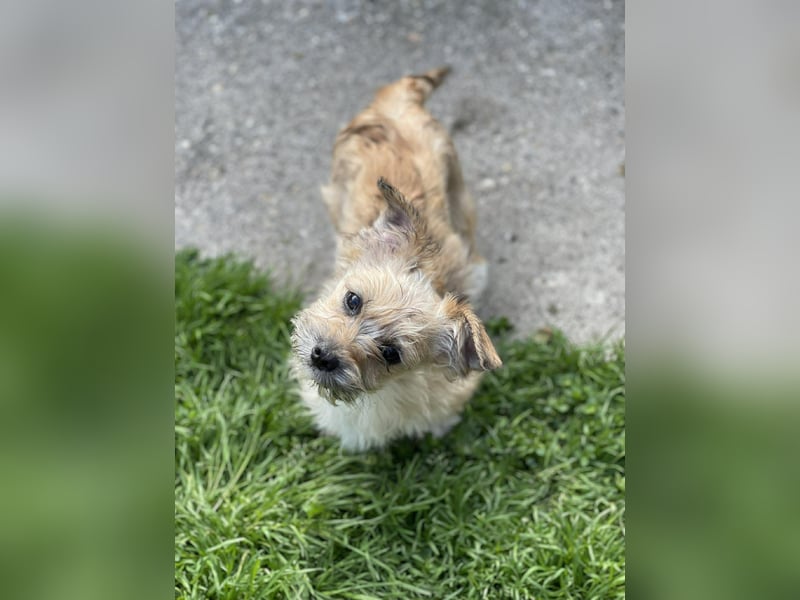 PEANUT - kleine Frohnatur sucht ihre Menschen