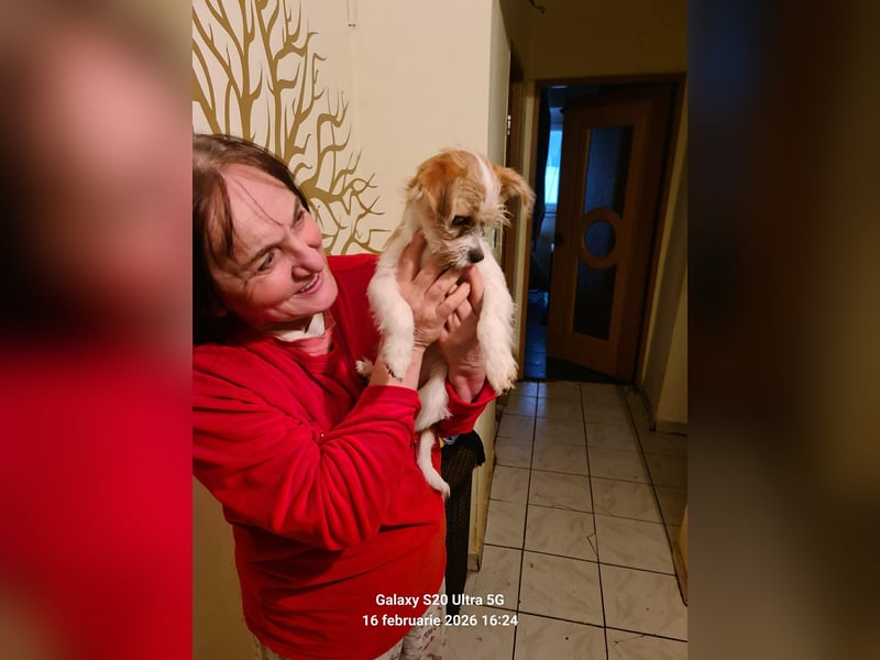 TAPSI - aufgewecktes Hundemädchen *reserviert*