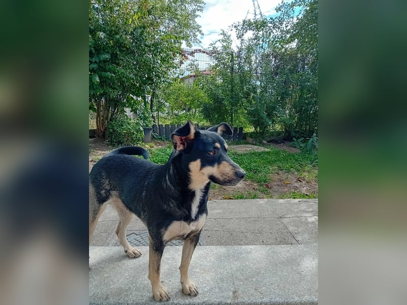 FRIEDA - sucht ihren sicheren Hafen