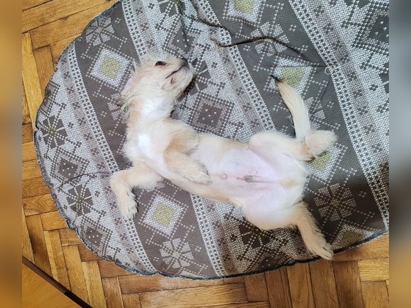 PIXEL - Traumzuhause gesucht