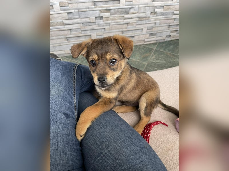 PETER - kleiner Herzensbrecher