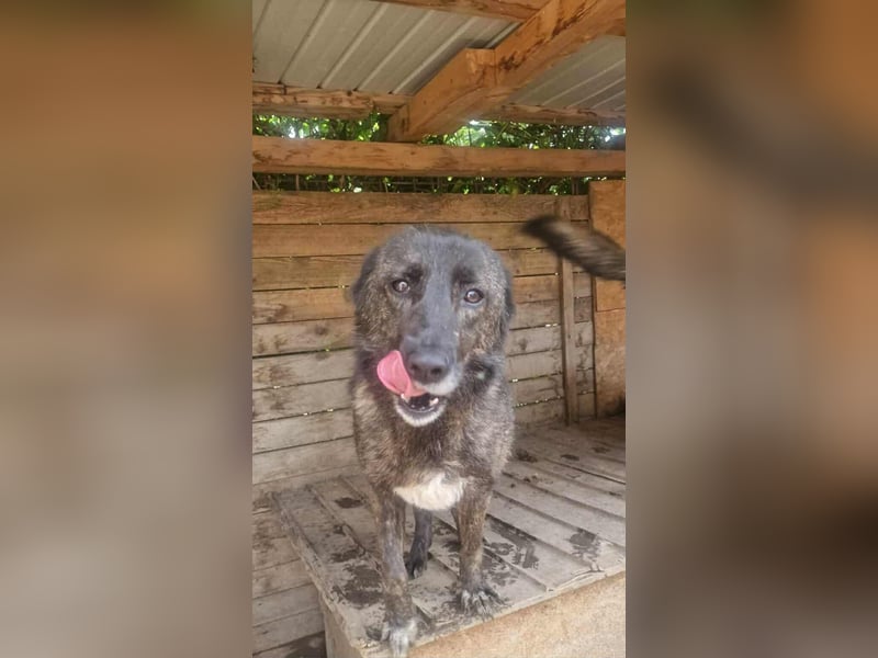 TAIMI - sucht ihre Menschen