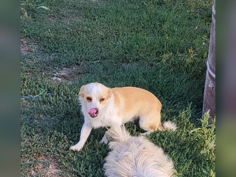 MANUEL - braucht sein eigenes Körbchen