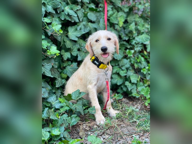 DAISY - verspieltes Hundemädchen