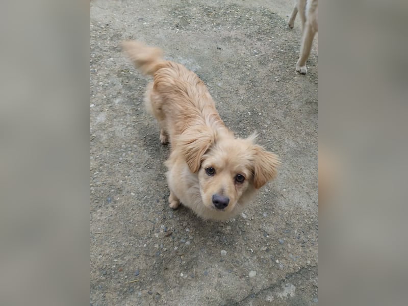 MICKY - sanfter Engel sucht seine Menschen *reserviert*