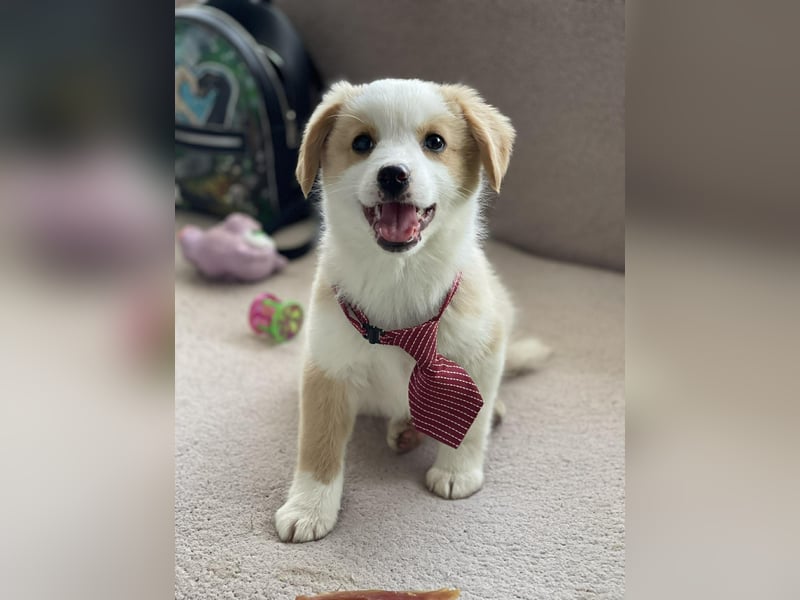 PERRY - kleiner Zuckerbub *reserviert*