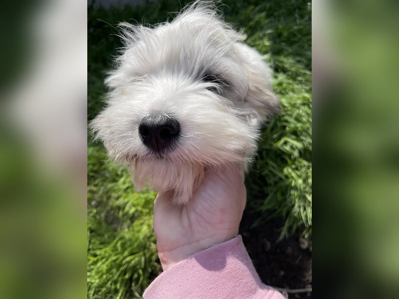 SNOWY - braucht ein eigenes Körbchen