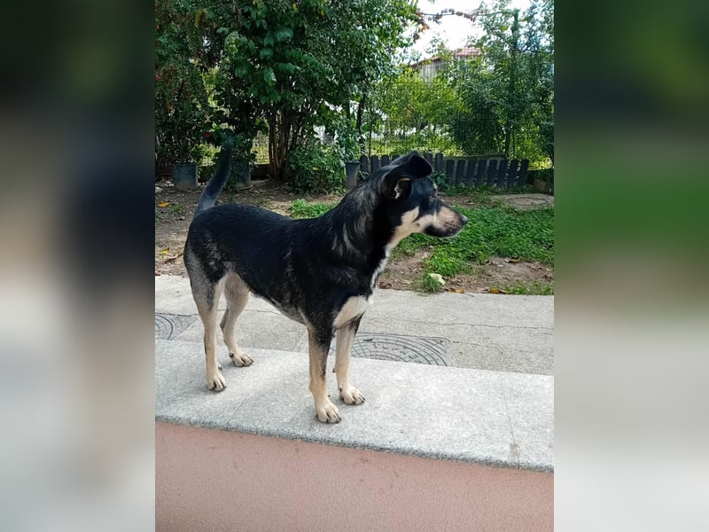 FRIEDA - sucht ihren sicheren Hafen