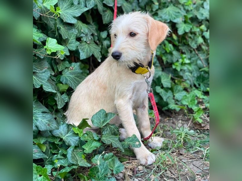 DAISY - verspieltes Hundemädchen