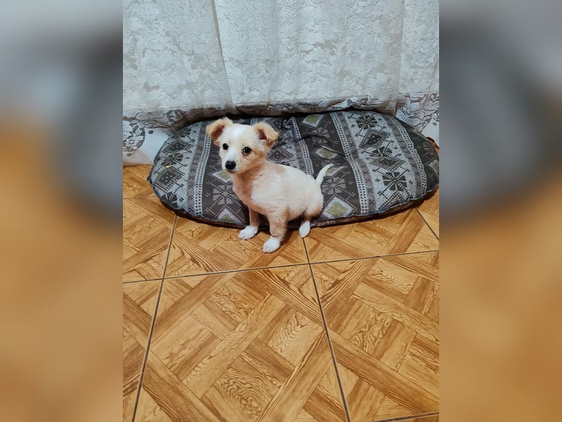 MAGGIE - kleine Hundedame