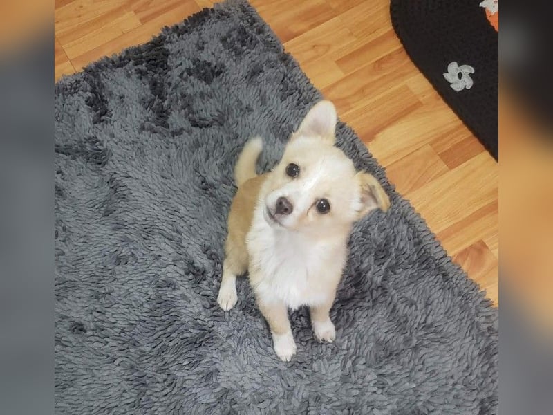 FIFI - kleine Zaubermaus *reserviert*