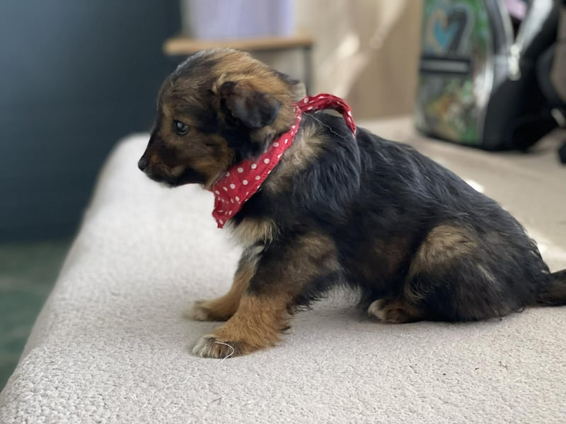 PENNY - kleine Zuckermaus