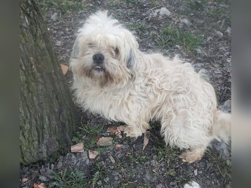 HAROO - liebevoller Zottel *reserviert*