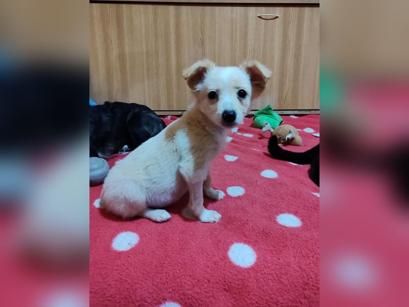 MAGGIE - kleine Hundedame