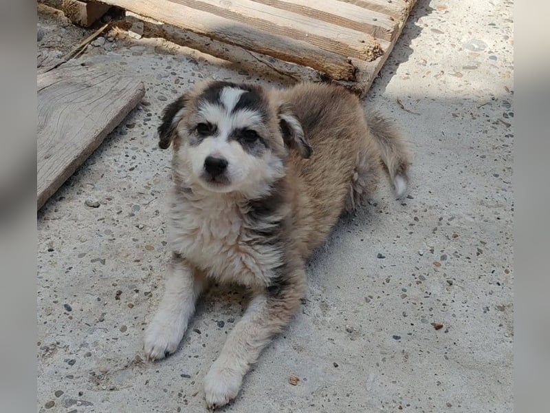 OTTIS - liebevoller Hundebub