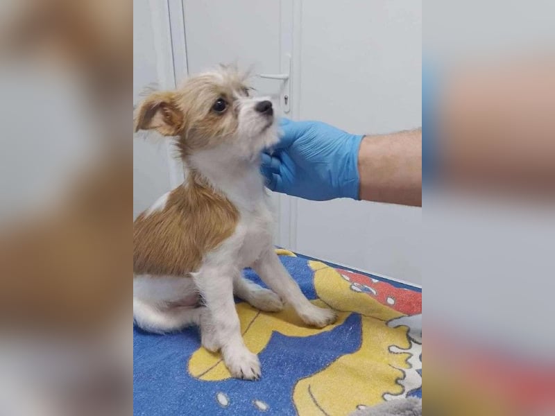 TAPSI - aufgewecktes Hundemädchen *reserviert*