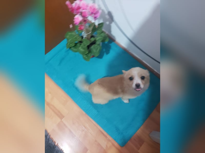 FIFI - kleine Zaubermaus *reserviert*