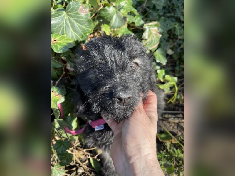 JAKE - süßer Zottel sucht seine Menschen