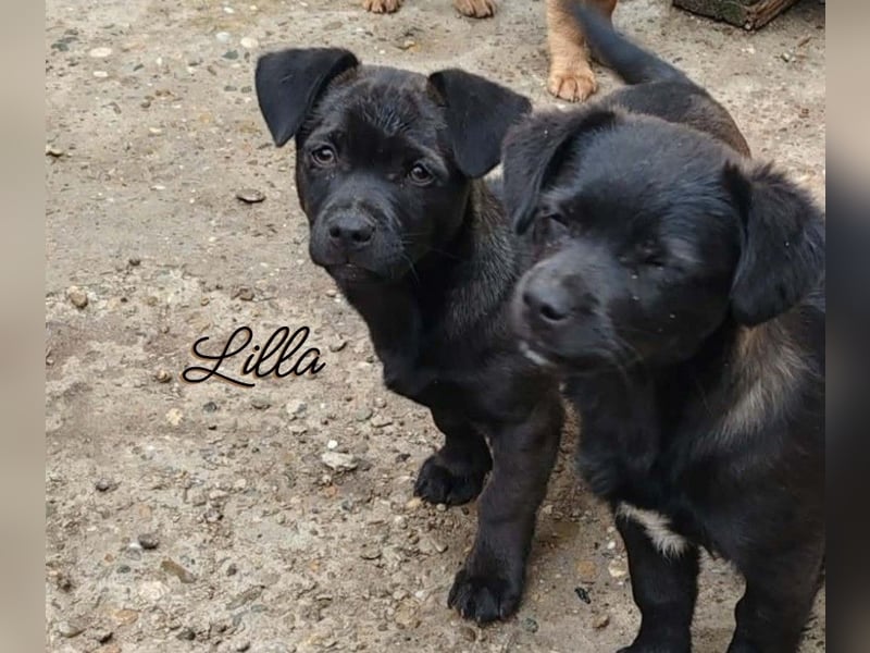 LILLA - schwarze Schönheit