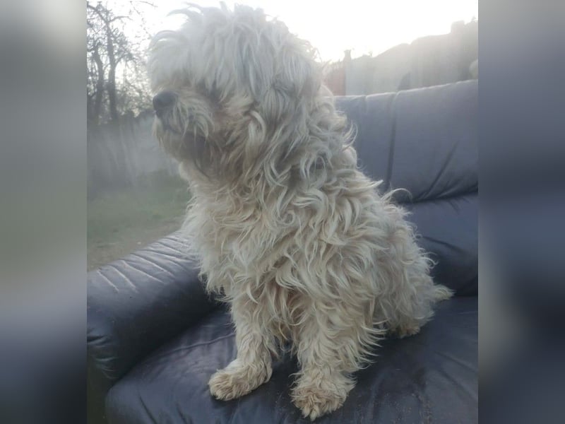 HAROO - liebevoller Zottel *reserviert*