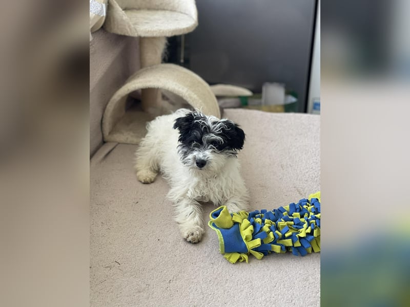 PATCH - sanfte Seele sucht seine Menschen