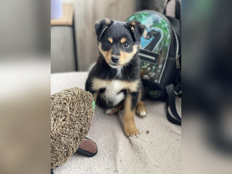 POLLY - kleine Herzensdame