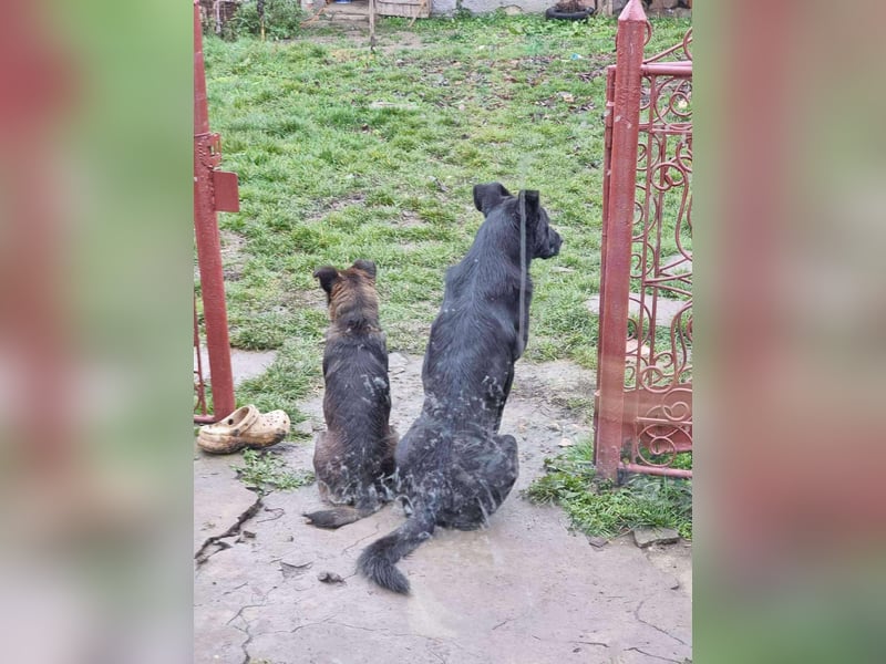 BONO - sucht sein Für-immer-Zuhause *reserviert*