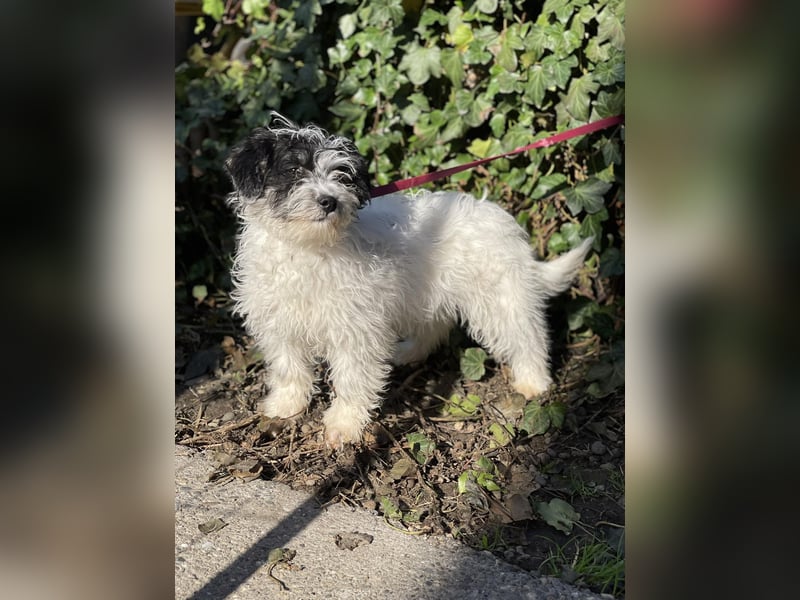 PATCH - sanfte Seele sucht seine Menschen