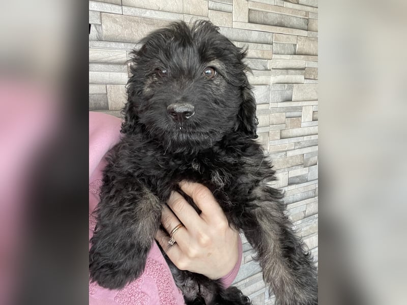 JAKE - süßer Zottel sucht seine Menschen