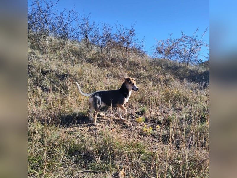 MOLLY - kleine Herzensdame