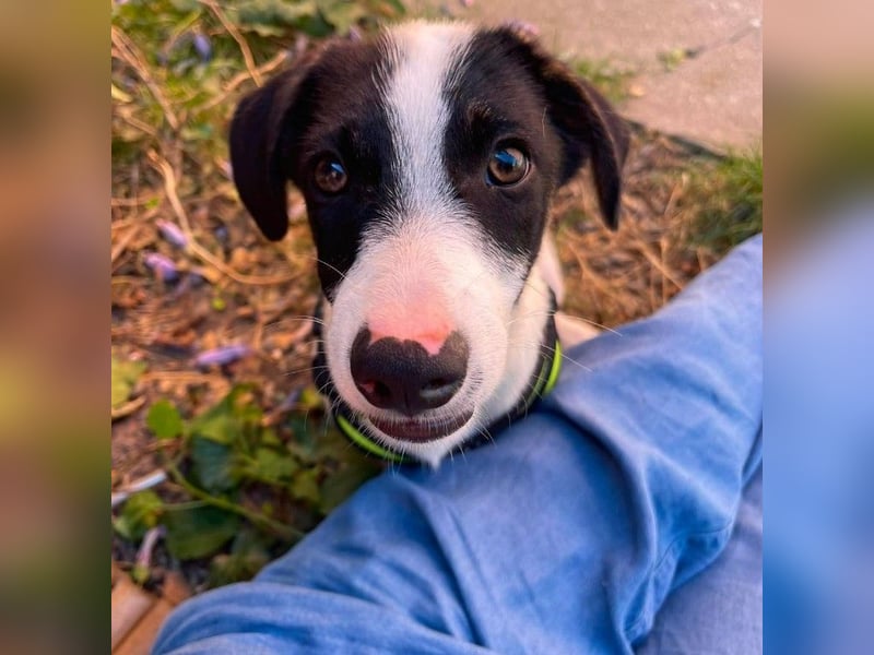 LEXY - kleiner Schatz