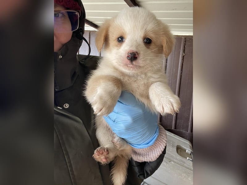 PERRY - kleiner Zuckerbub *reserviert*