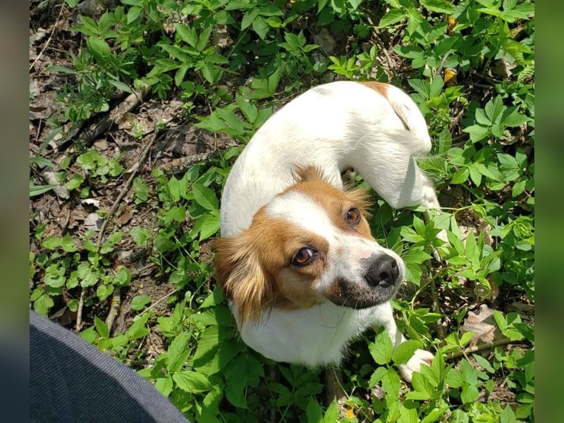 ILA - sanfte Seele sucht ihre Menschen