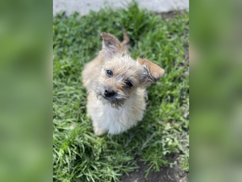 PEANUT - kleine Frohnatur sucht ihre Menschen
