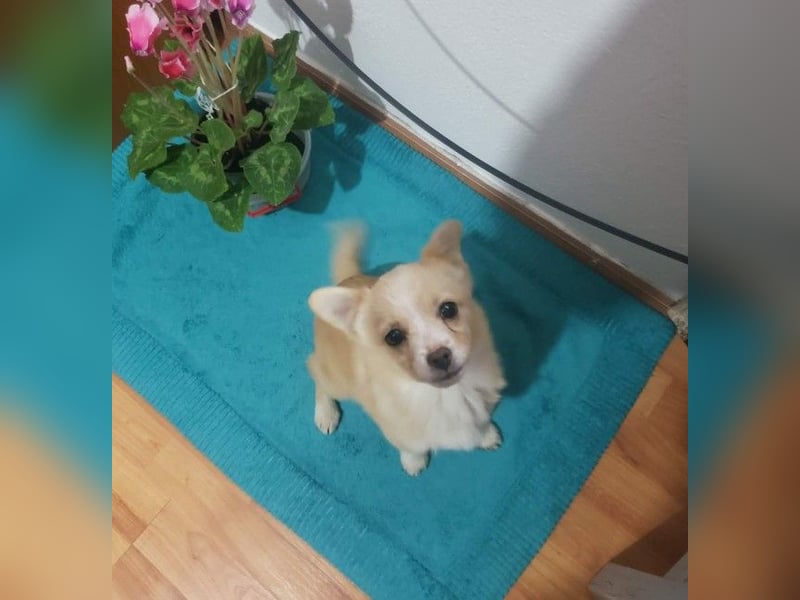 FIFI - kleine Zaubermaus *reserviert*