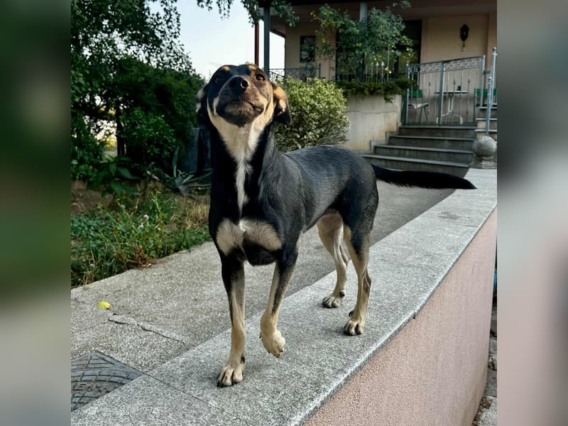 FRIEDA - sucht ihren sicheren Hafen