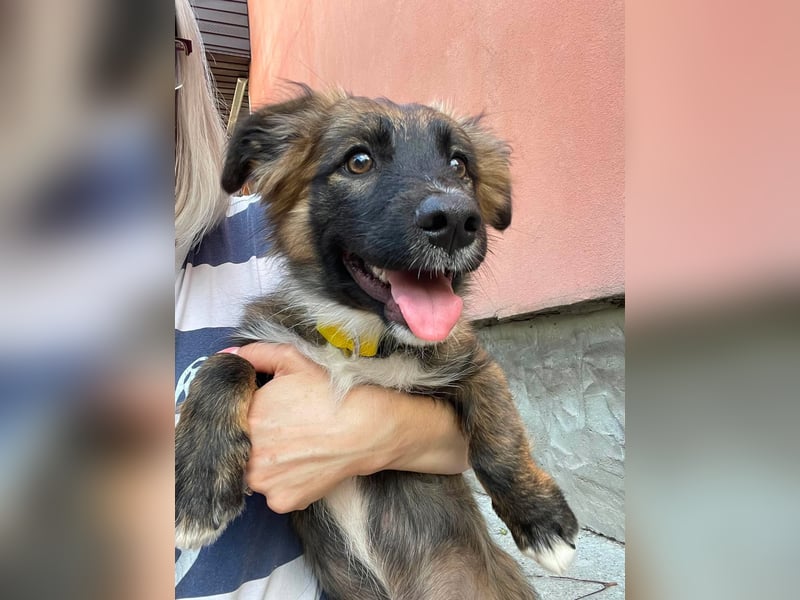 COOPER - verspielter Schatz