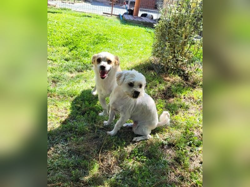 MANUEL - braucht sein eigenes Körbchen