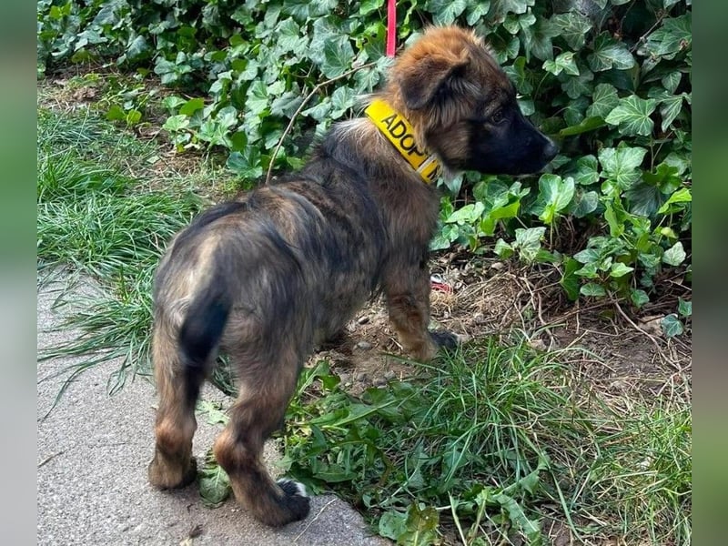 COOPER - verspielter Schatz