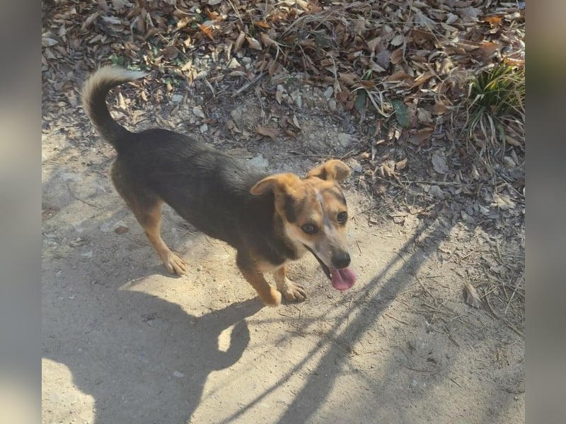 MOLLY - kleine Herzensdame