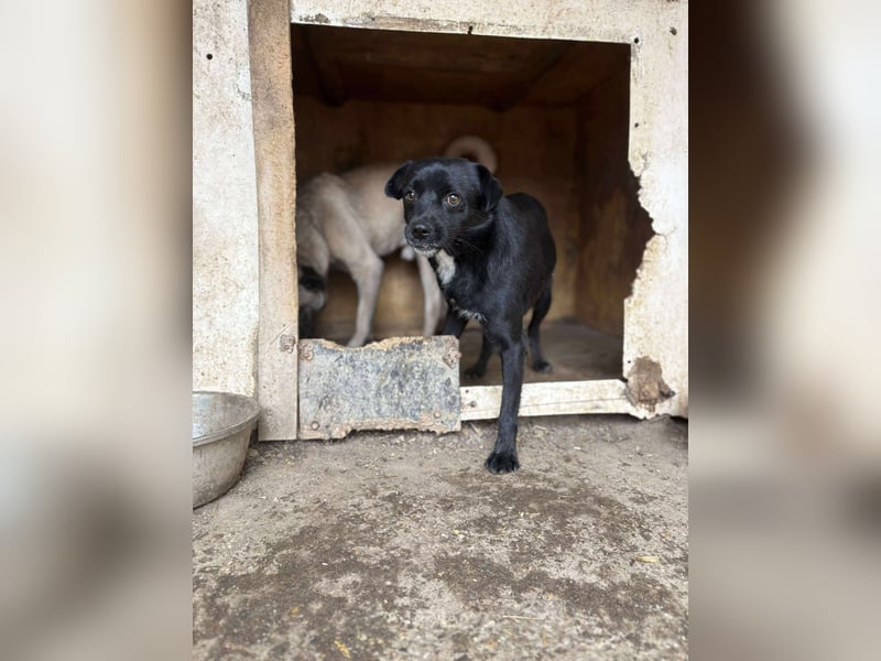 BLACKY - schwarze Schönheit